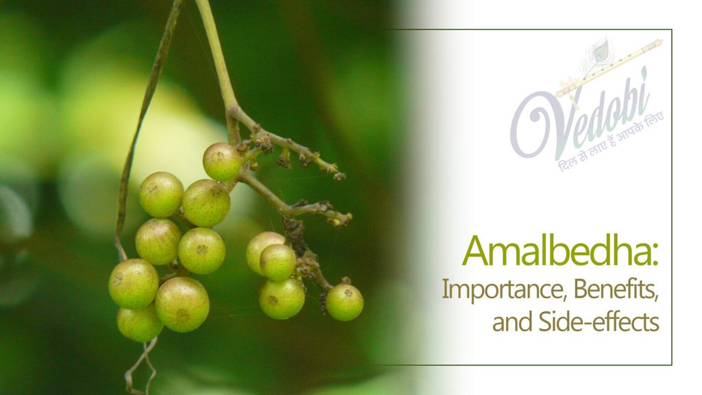 Amalbedha: Importance, Benefits, and Side-effects
