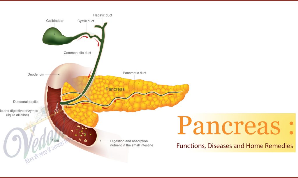 Pancreas: Functions, Diseases, and Home Remedies