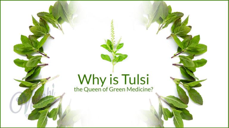Why is Tulsi, the Queen of Green Medicine