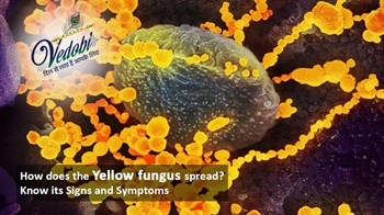 How does the Yellow fungus spread? Know its Signs and Symptoms
