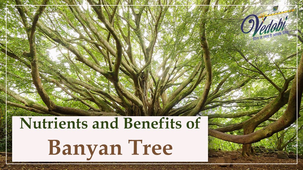 Vedobi - Nutrients and Benefits of Banyan Tree