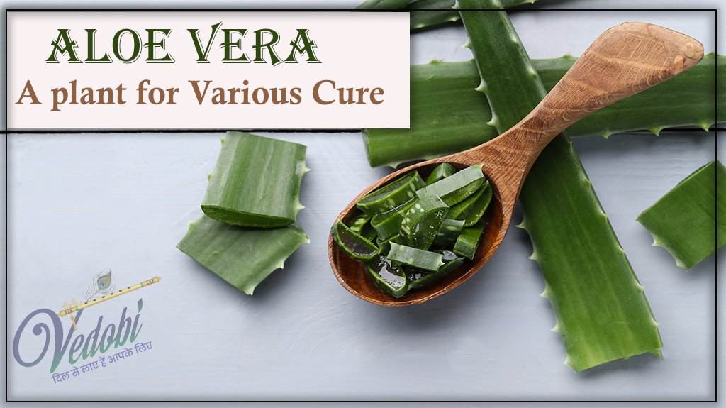 Aloe Vera- A plant for Various Cure