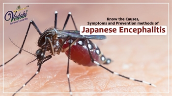 Know the Causes, Symptoms and Prevention methods of Japanese Encephalitis