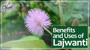 Benefits and Uses of Lajwanti