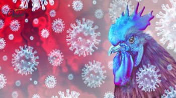 What is Bird Flu? Know about its Symptoms, Causes, and Treatment