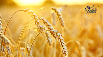 Why is wheat called the “King of Grains”?
