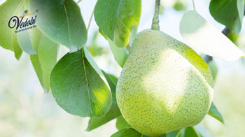 12 Health Benefits of eating Pears (Nashpati)