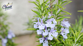 Health Benefits and Side Effects of Rosemary